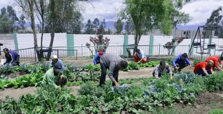 Residentes trabajando en el huerto comunitario de la casa